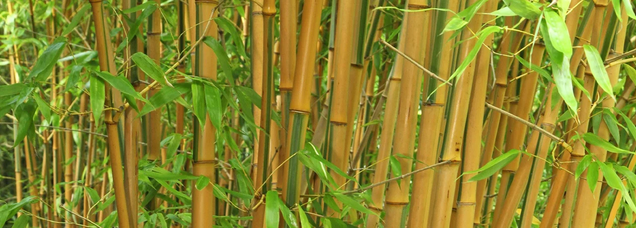 Laufrad-Bambus-Produktion